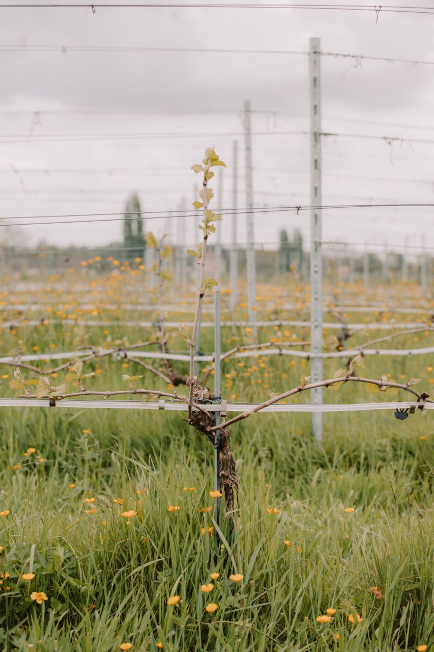 Lente in de wijngaard