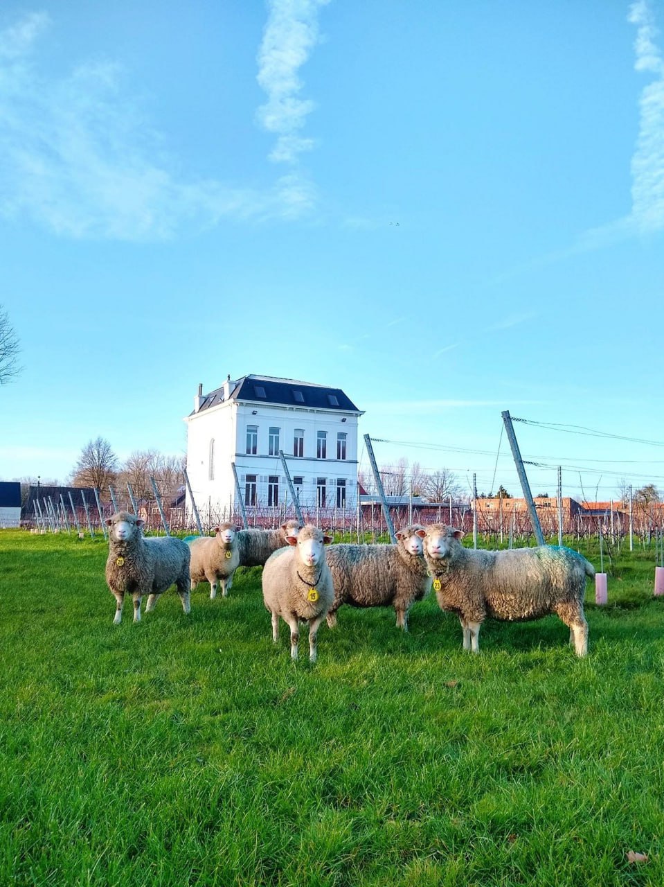 Schapen in wijngaard 2019