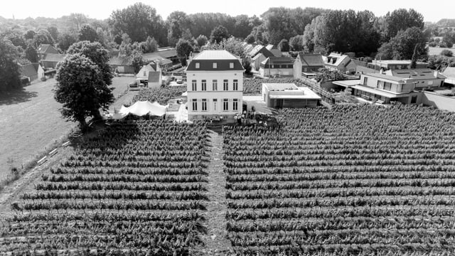 Strandstoelen wijngaard