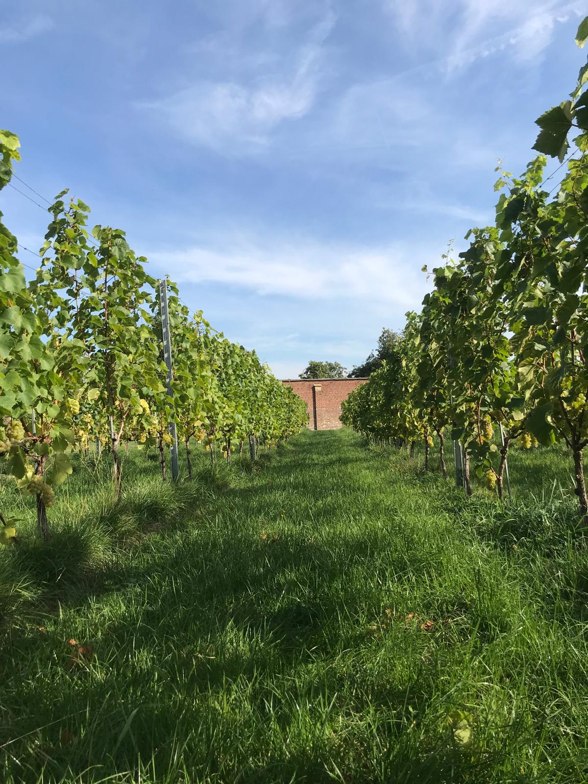 Living Vineyard 2026+