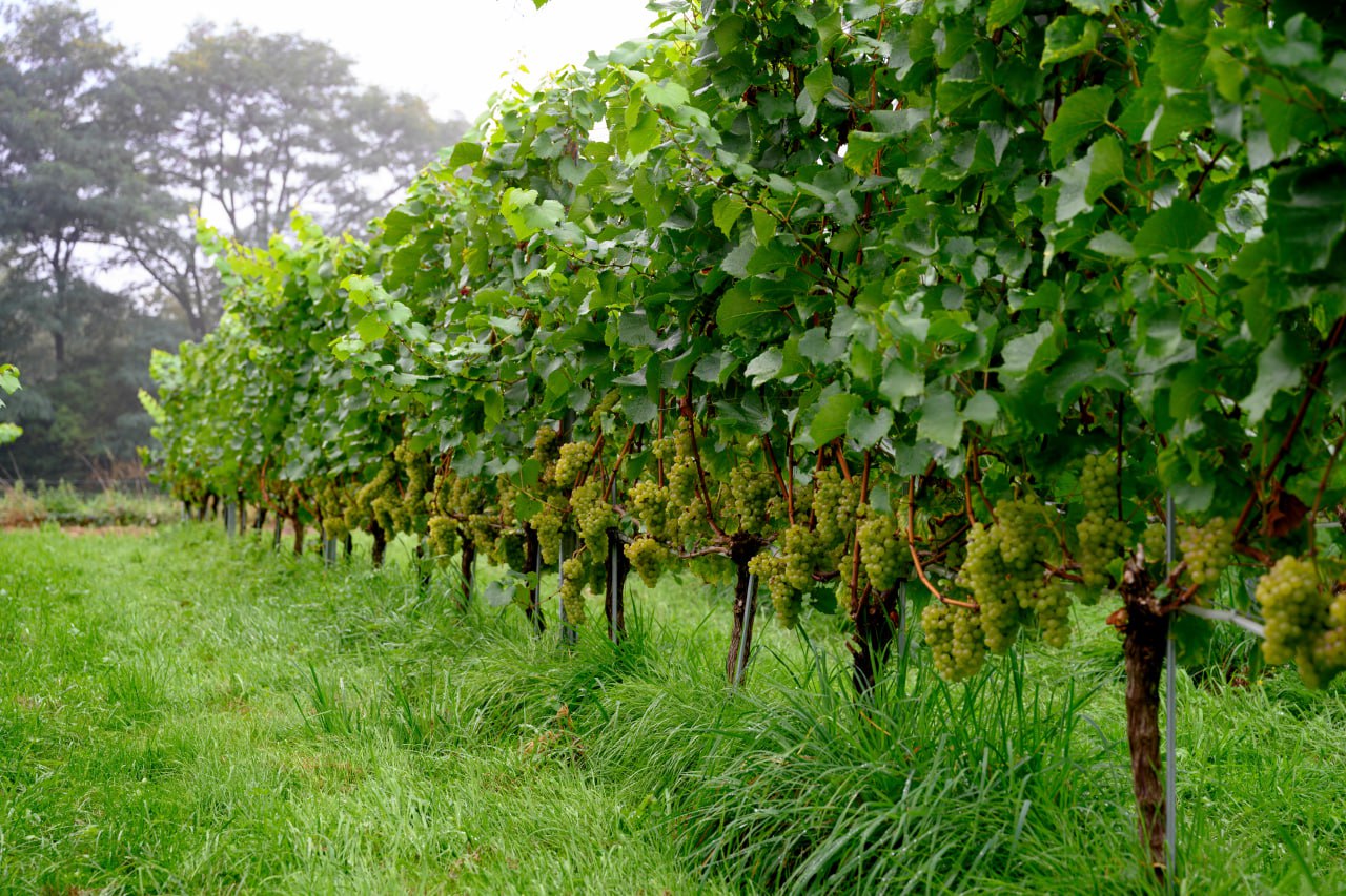 Chardonnay druiven met gras
