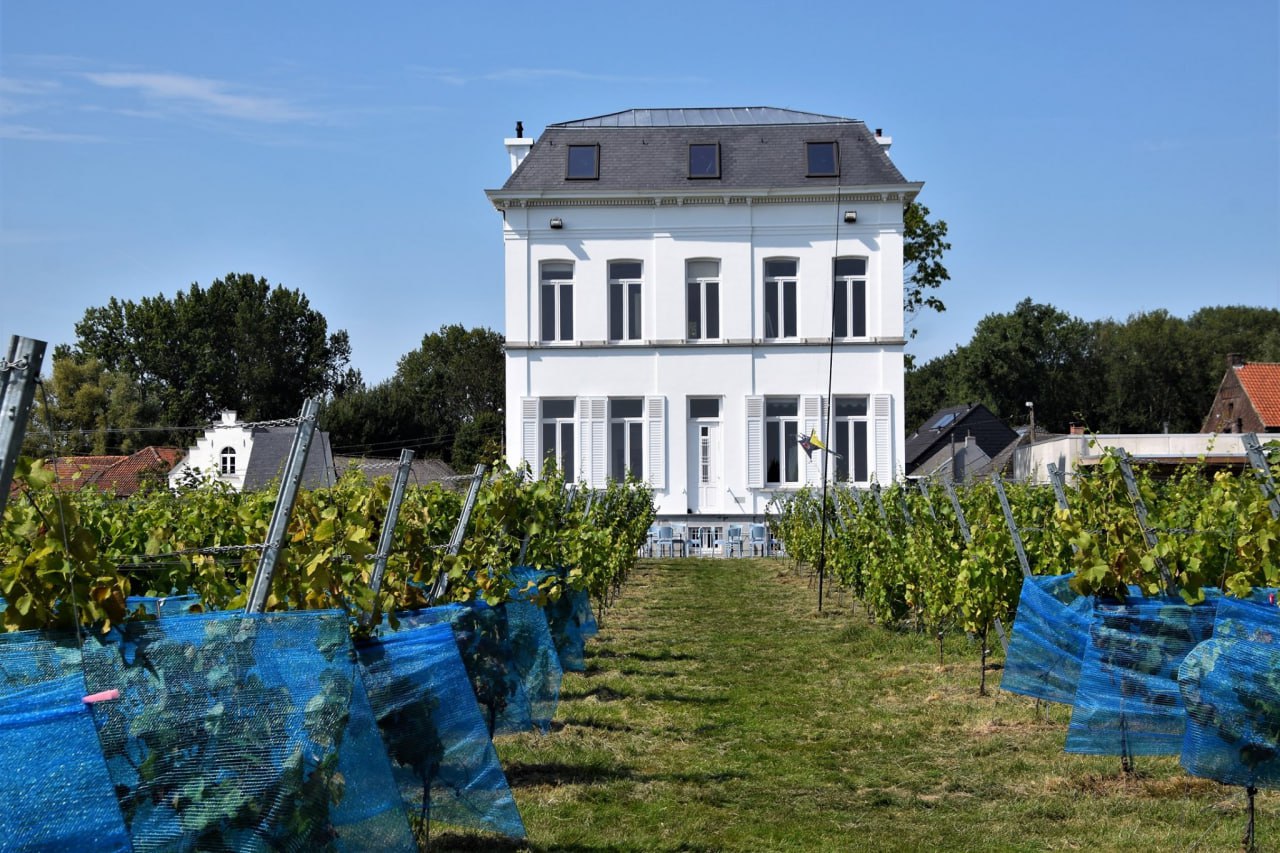 Wijngaard met oogstnetten