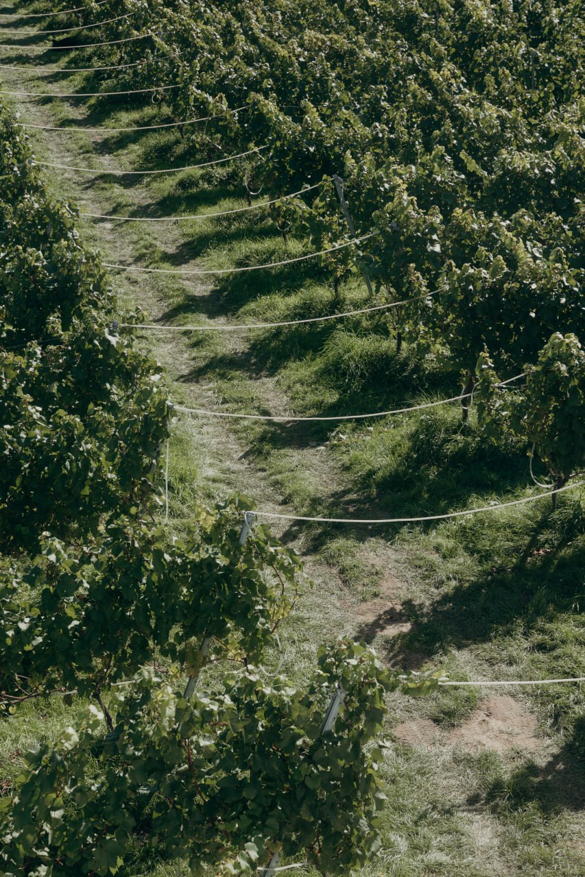 Wijngaardrijen in de zomer